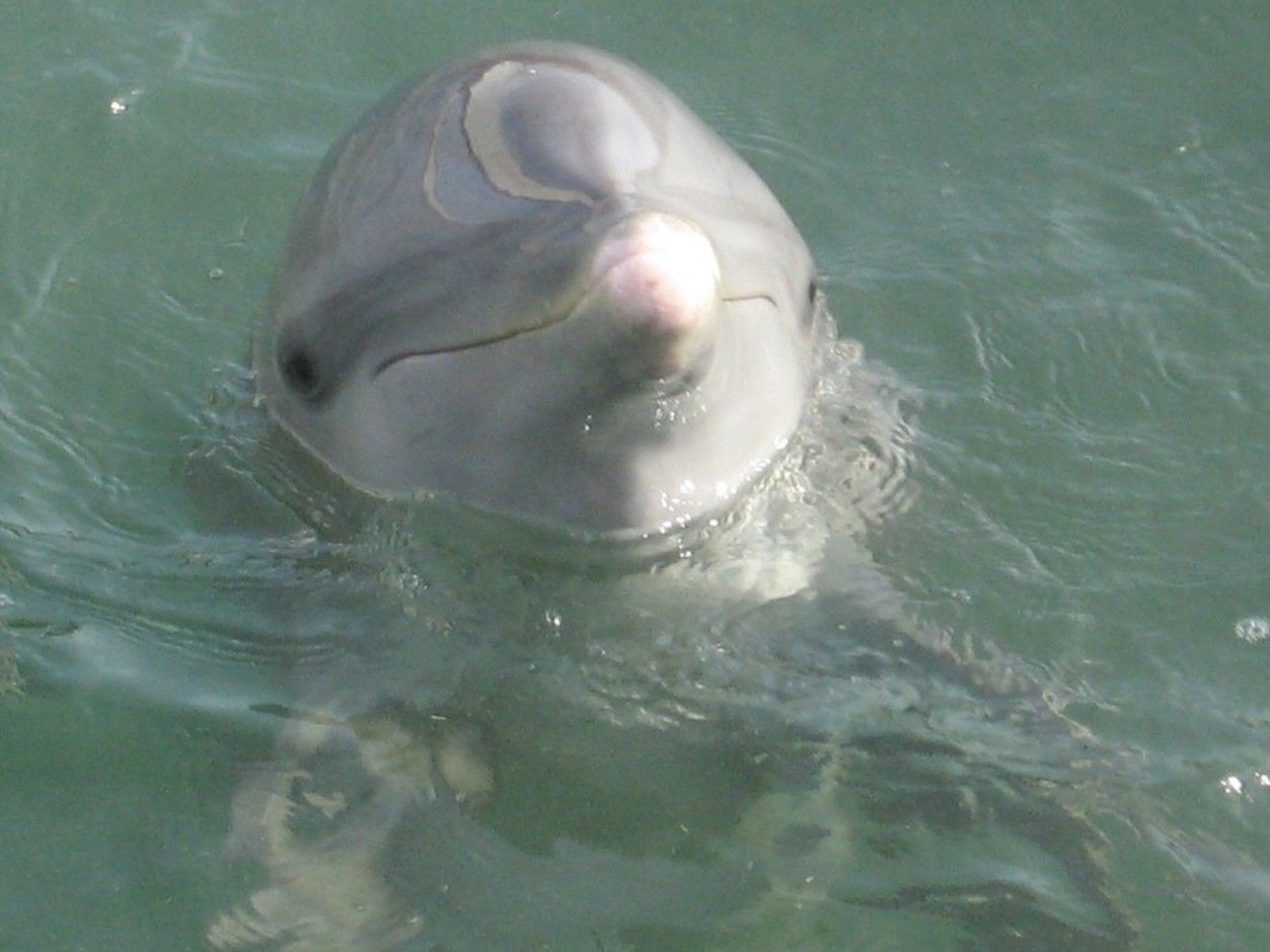 Delfín v moři