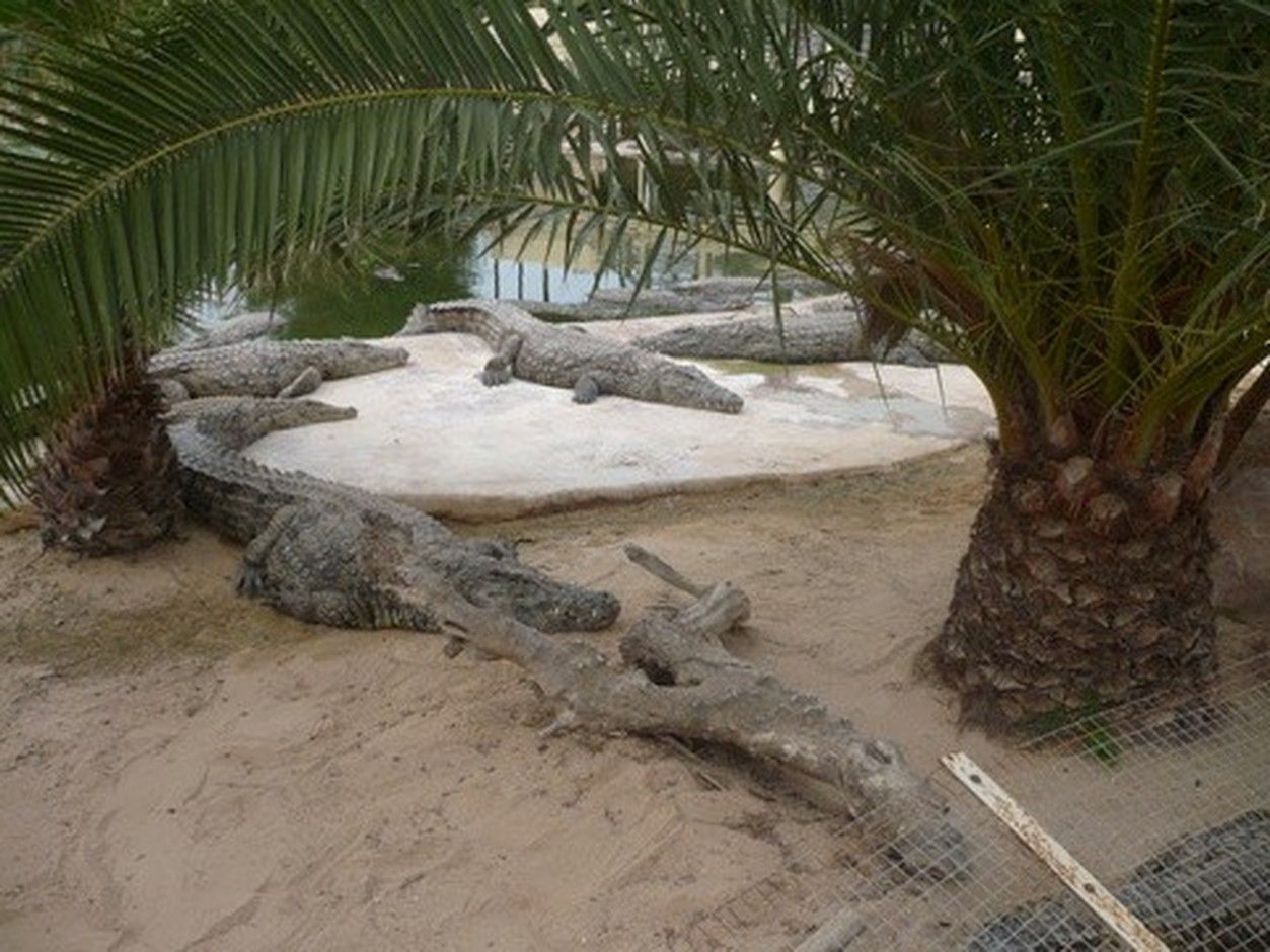 Tunisko krokodyl