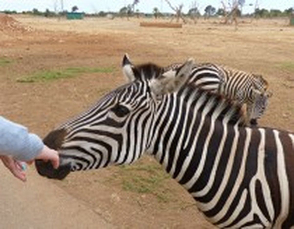 Zebra