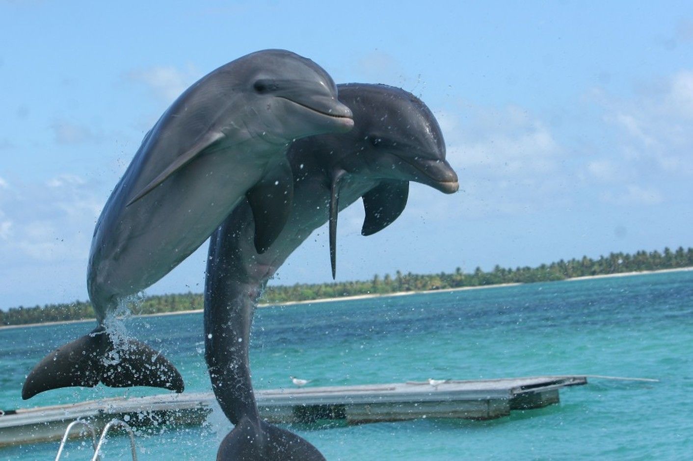 Дельфины с удовольствием разучивают. Остров дельфинов Пунта Кана. Необычные дельфины. Красивые дельфины. Пара дельфинов.