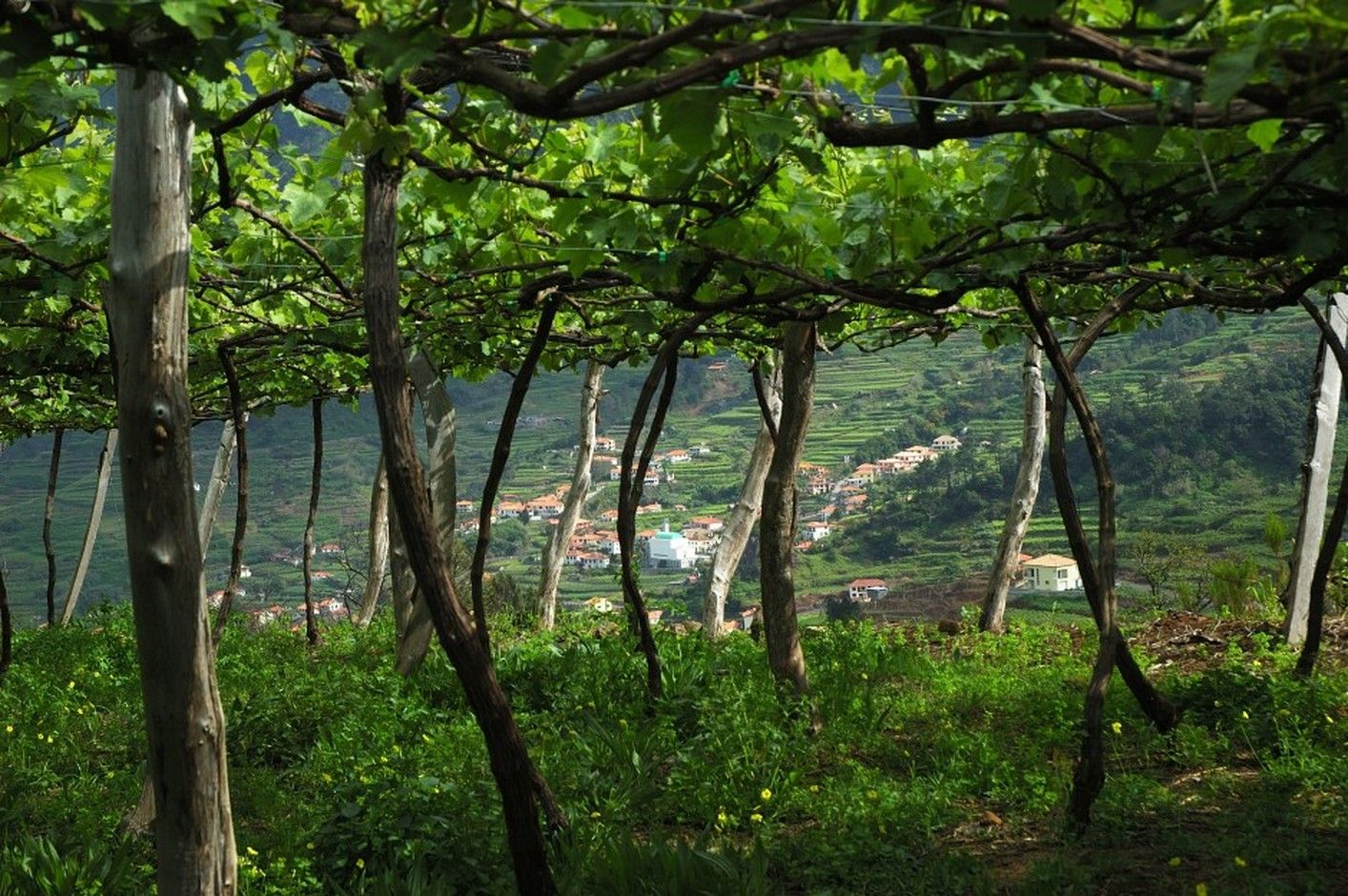 Madeira víno