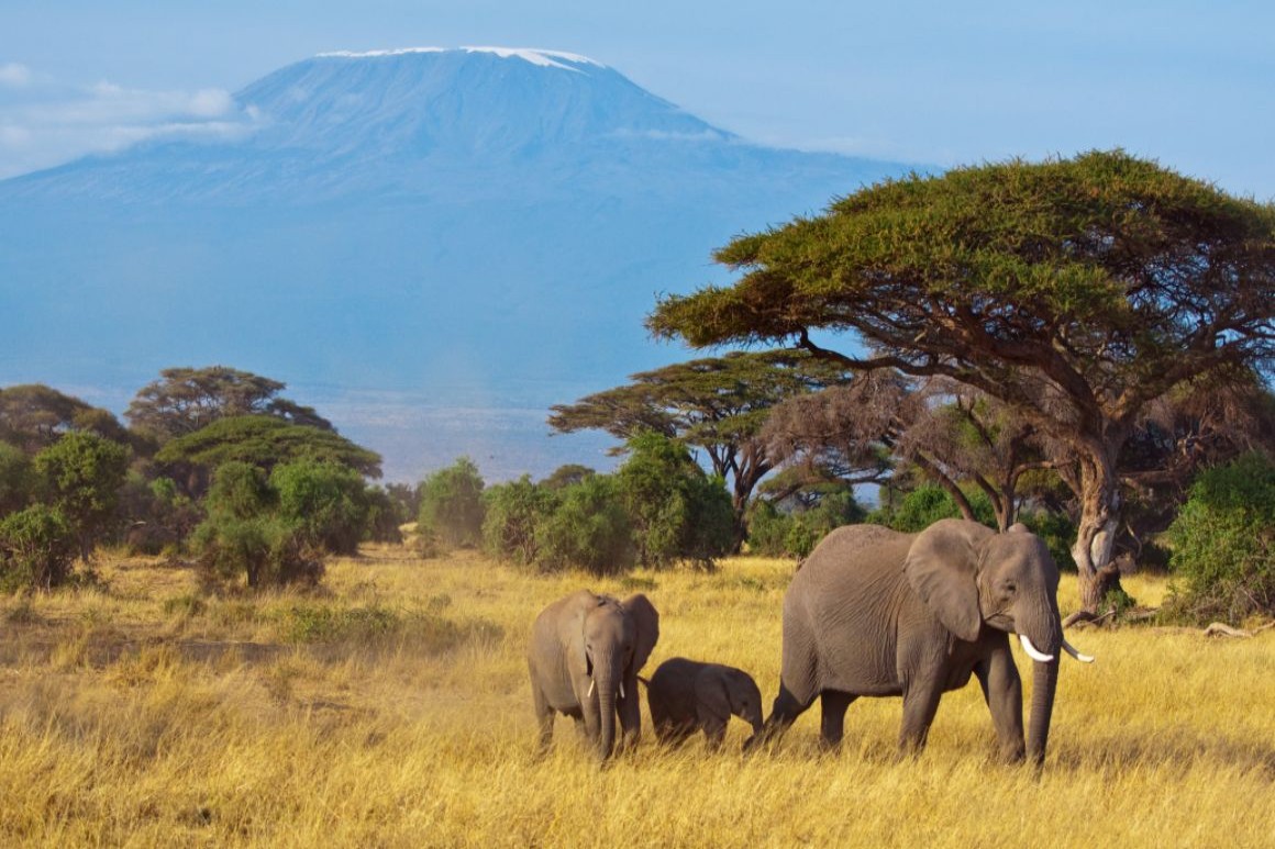 Kilimanjaro