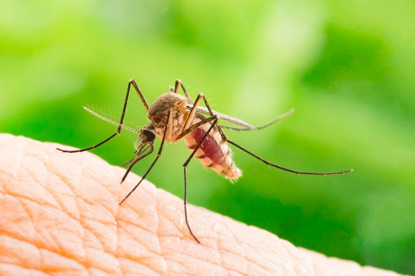 Aedes aegypti Mosquito