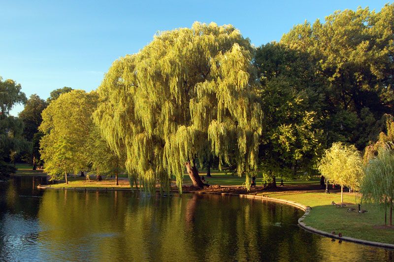 Bostonský park
