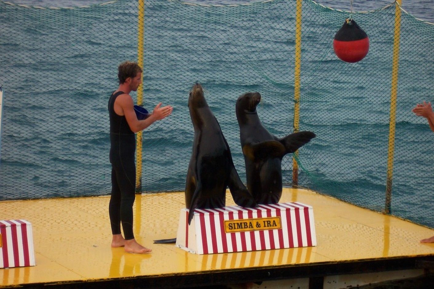 Lachtaní show