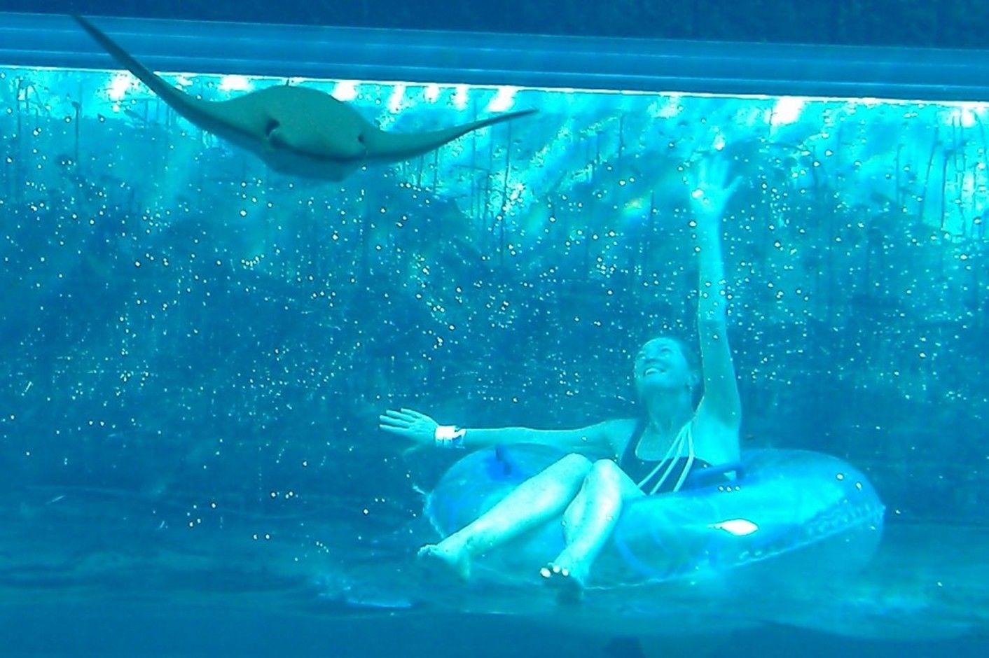 Plavání s delfíny